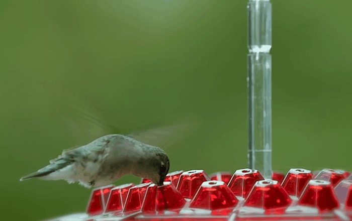 Avtoit | Ant Proof Hummingbird Feeder | 30 Feeding Ports, UV Resistant & Ideal for Outdoor Bird Watching