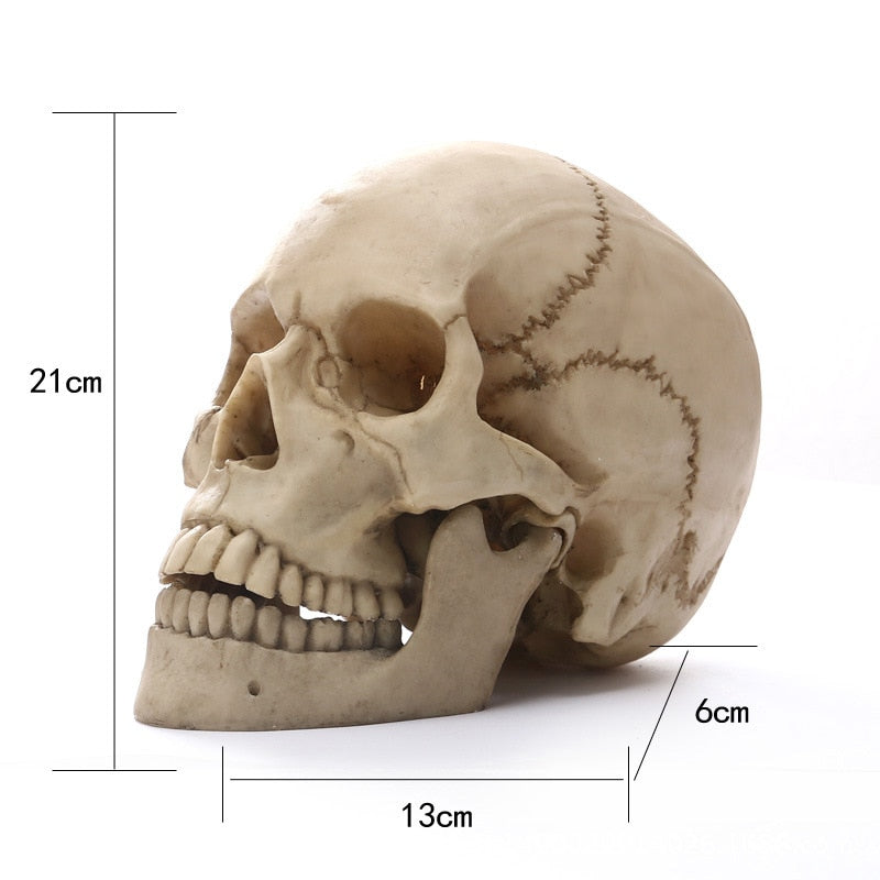 Avtoit | 1:1 Human Head Skull Statue for Home Decor Resin Figures Halloween Decoration Sculpture Medical Teaching Sketch Model Craft