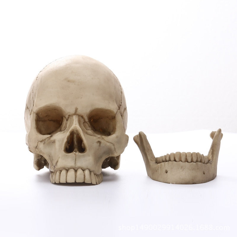 Avtoit | 1:1 Human Head Skull Statue for Home Decor Resin Figures Halloween Decoration Sculpture Medical Teaching Sketch Model Craft