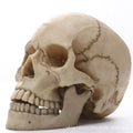 Avtoit | 1:1 Human Head Skull Statue for Home Decor Resin Figures Halloween Decoration Sculpture Medical Teaching Sketch Model Craft