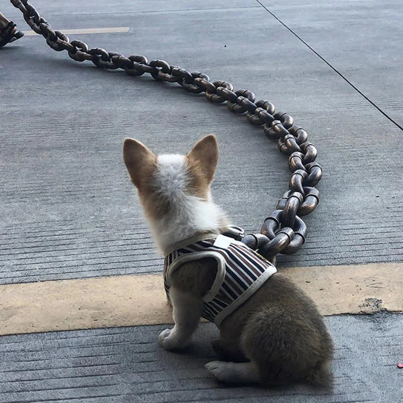 Avtoit | Funny Large Dog Collar