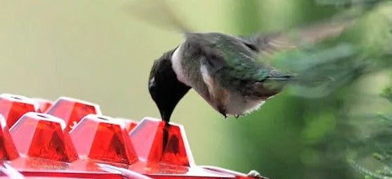 Avtoit | Ant Proof Hummingbird Feeder | 30 Feeding Ports, UV Resistant & Ideal for Outdoor Bird Watching
