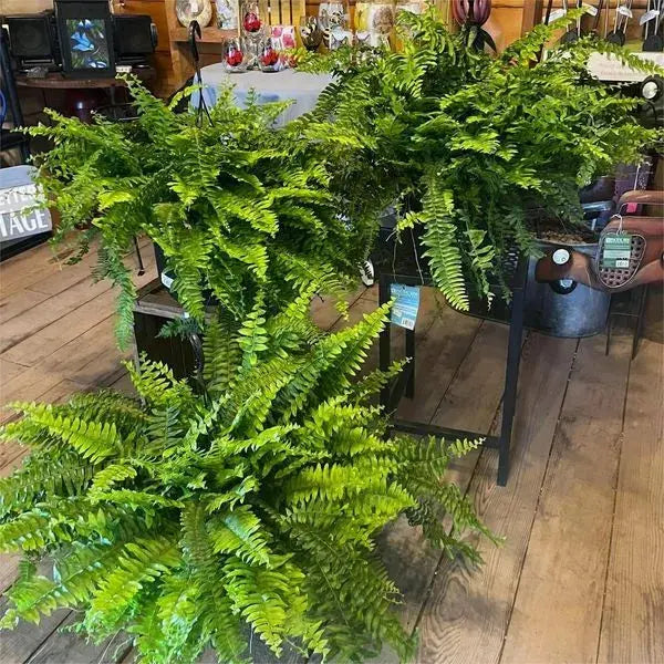 Avtoit | Life-like UV-resistant artificial Boston fern