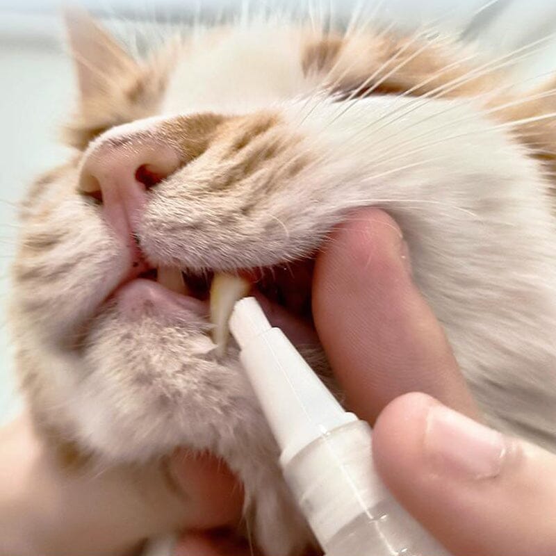 Avtoit | New Improved Pet Toothbrush Pen