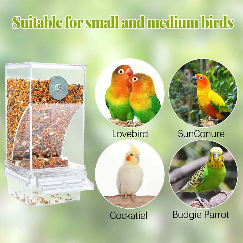 Avtoit | Automatic transparent bird feeder without spills