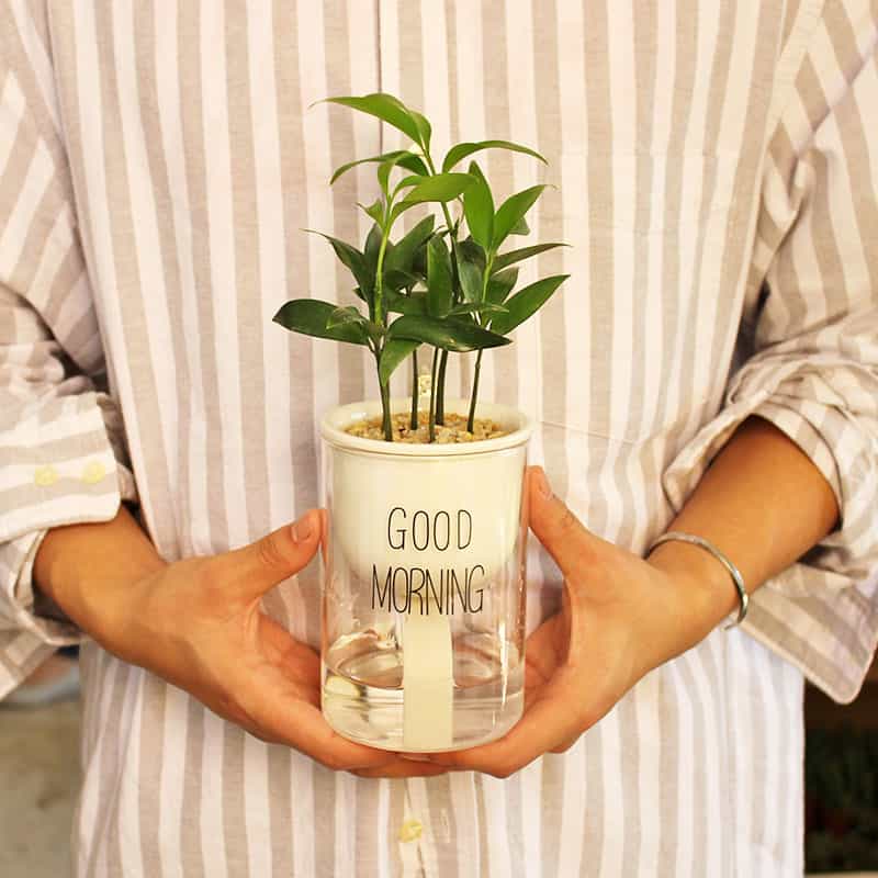 Avtoit | Self-watering Hydro-Flower Pot