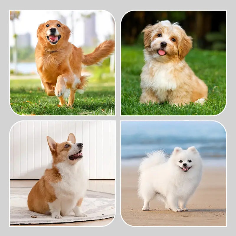 Avtoit | 2 Pair Non-Slip Waterproof Dog Shoes for Safe and Happy Paws