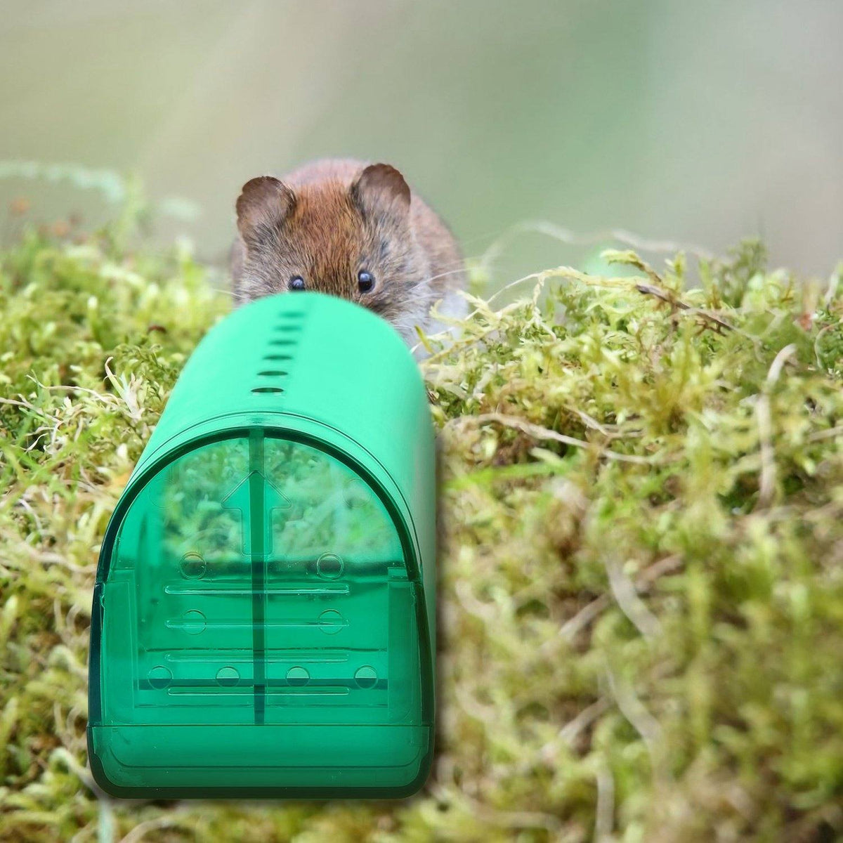 Avtoit | 2-piece: Reusable Humane Mouse Trap