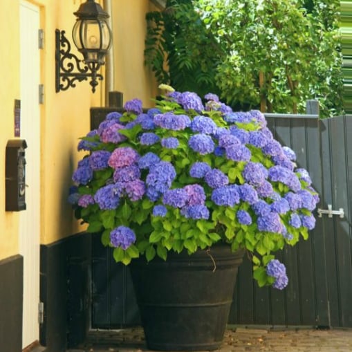 Avtoit | Outdoor Artificial Hydrangea Flowers