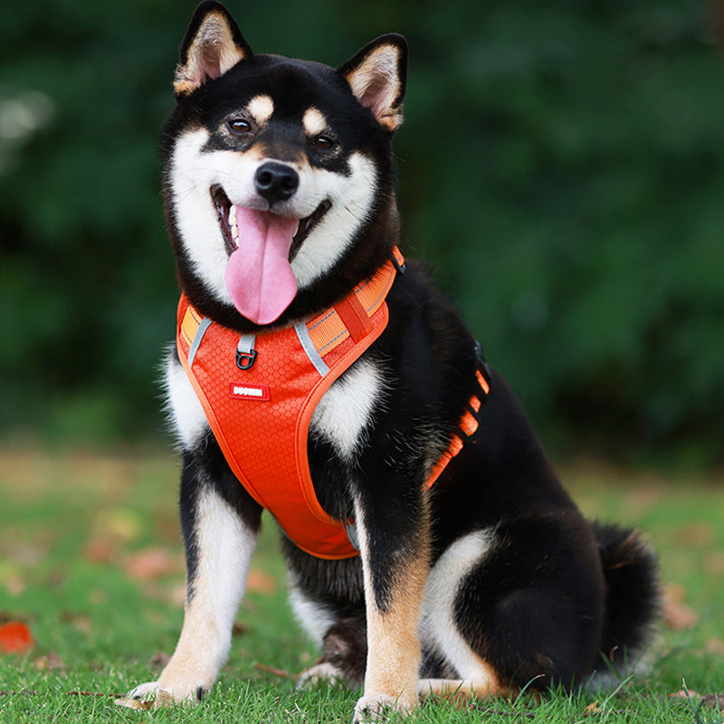 Avtoit | Reflective Dog Harness