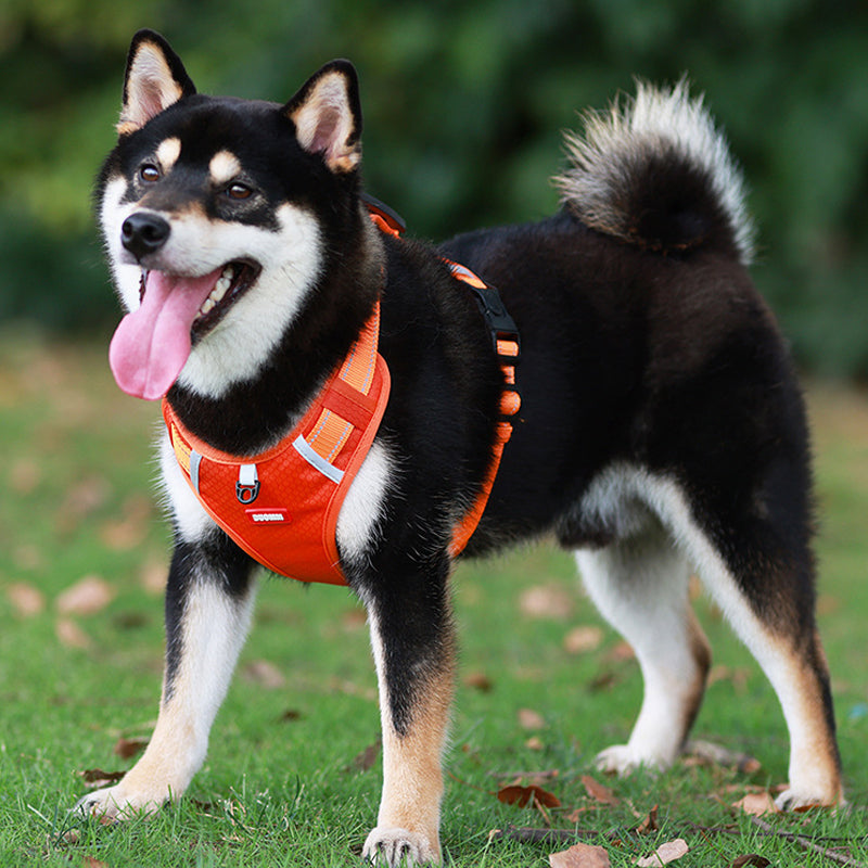 Avtoit | Reflective Dog Harness