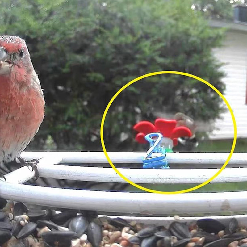 Avtoit | Hat Clip Hummingbird Feeder