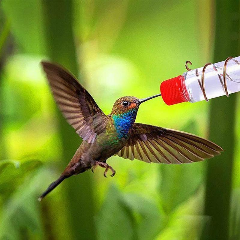 Avtoit | Window Hummingbird Feeder