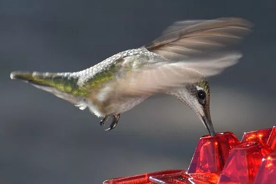 Avtoit | Ant Proof Hummingbird Feeder | 30 Feeding Ports, UV Resistant & Ideal for Outdoor Bird Watching