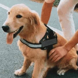 Avtoit | Anti Choke Dog Harness