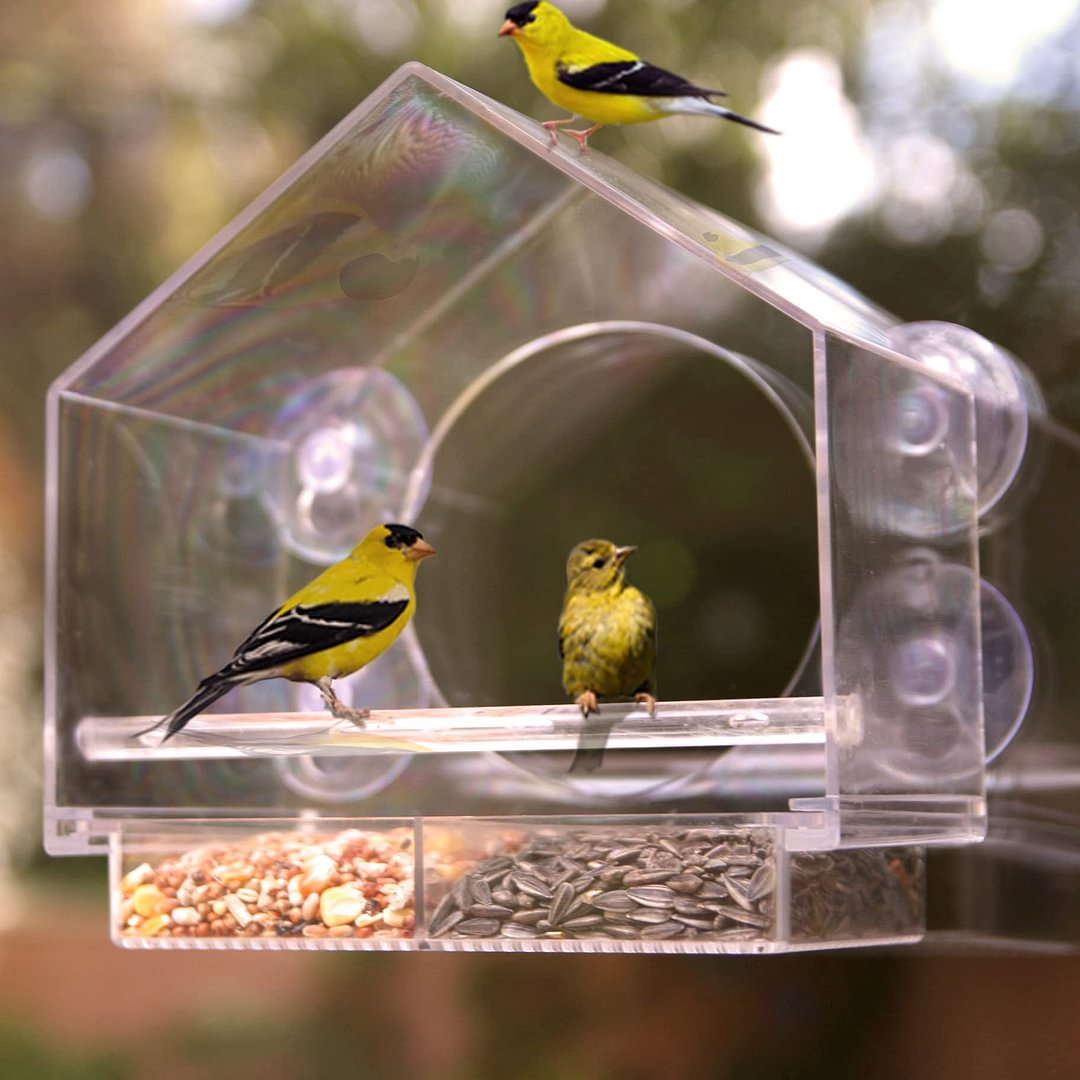 Avtoit | Bird feeder in the window for outdoor use