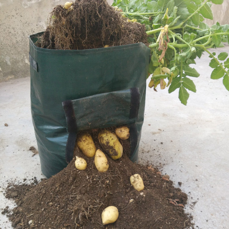 Avtoit | Planting bag for potatoes – Reusable and with viewing window