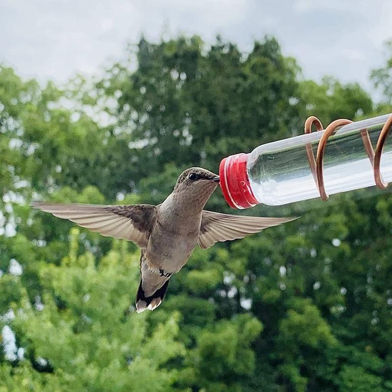 Avtoit | Window Hummingbird Feeder