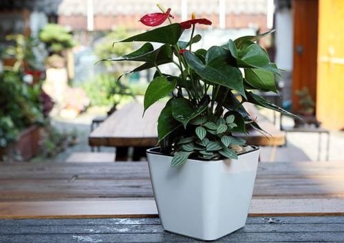 Avtoit | Flower pot with irrigation system – Self-watering plant pot for indoor and outdoor use