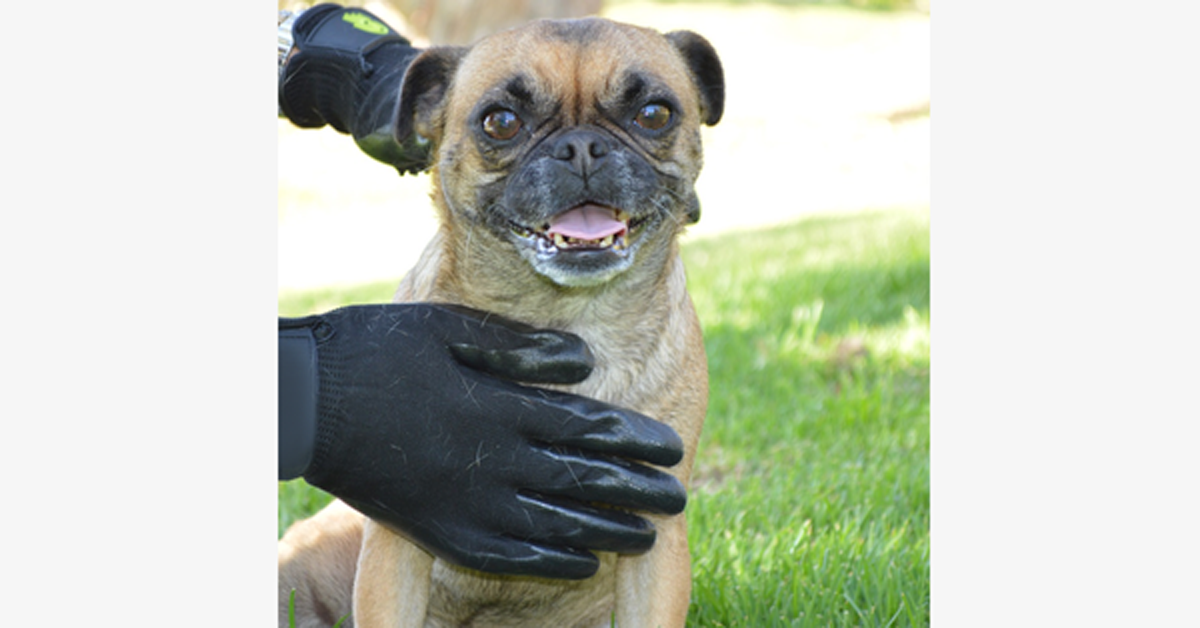 Avtoit | Pair of Pet Grooming Gloves