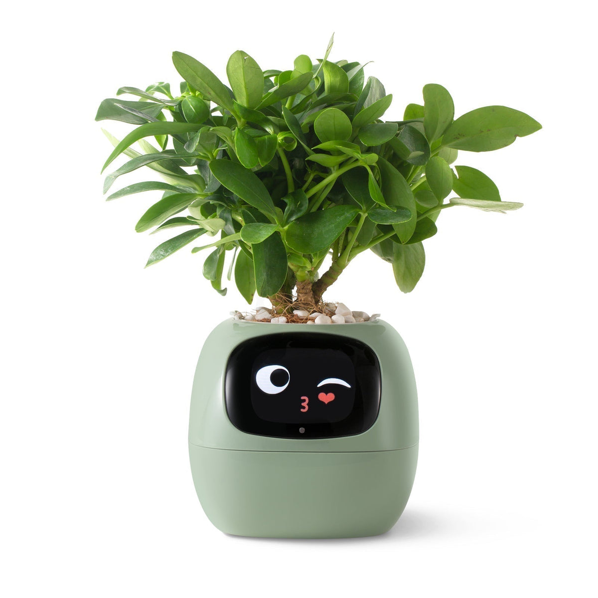 Avtoit | VerdeGlow – Self-Watering Smart Plant Pot | Automatic Irrigation | Modern Indoor Planter
