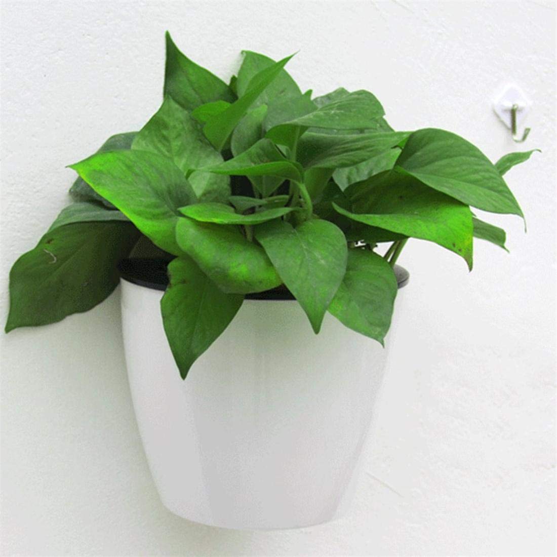 Avtoit | Self-watering hanging plant pot – Modern flower pot for wall mounting