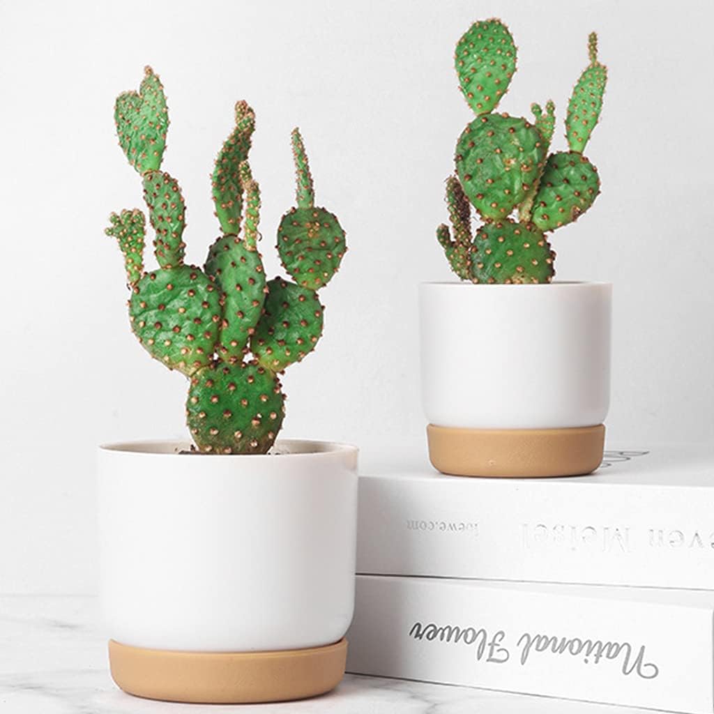 Avtoit | Self-watering flower pot for orchids and plants – Plastic plant container
