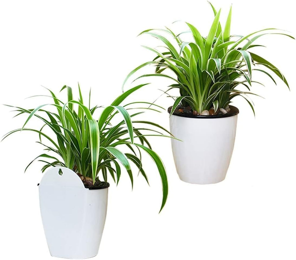 Avtoit | Self-watering hanging plant pot – Modern flower pot for wall mounting