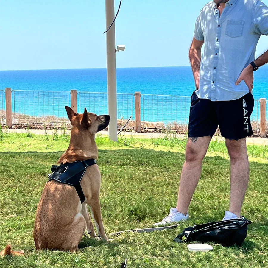 Avtoit | Anti Choke Dog Harness