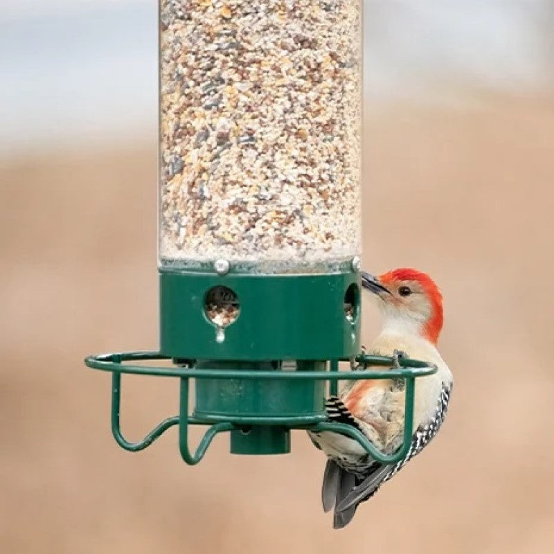 Avtoit | Squirrel-proof bird feeder