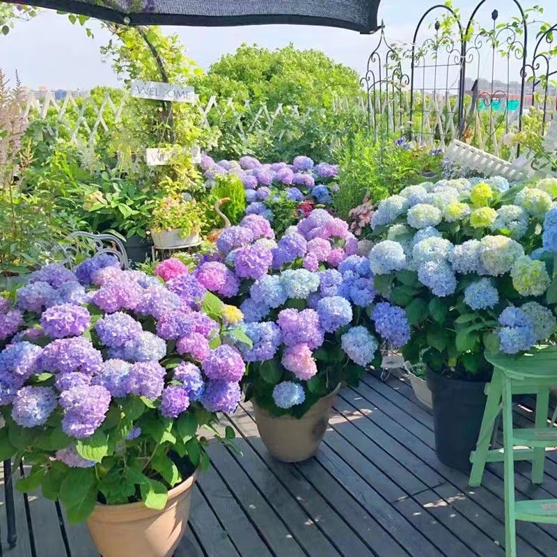 Avtoit | Outdoor Artificial Hydrangea Flowers