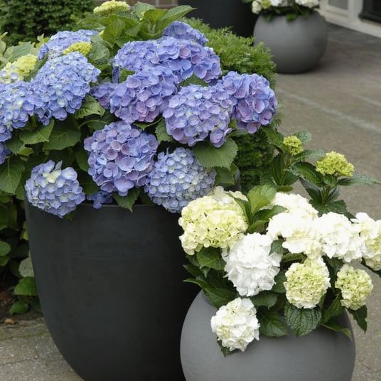 Avtoit | Outdoor Artificial Hydrangea Flowers