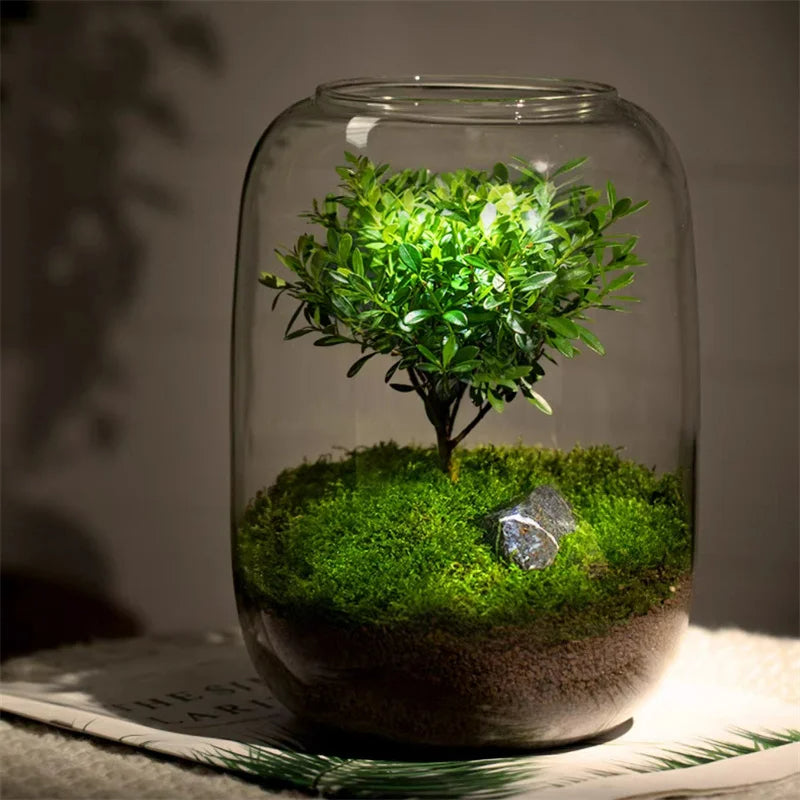 Avtoit | Micro Landscape Glass Vase | Clear Terrarium Planter for Succulents & Home Decor