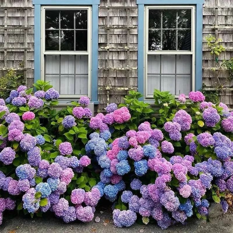 Avtoit | Outdoor Artificial Hydrangea Flowers