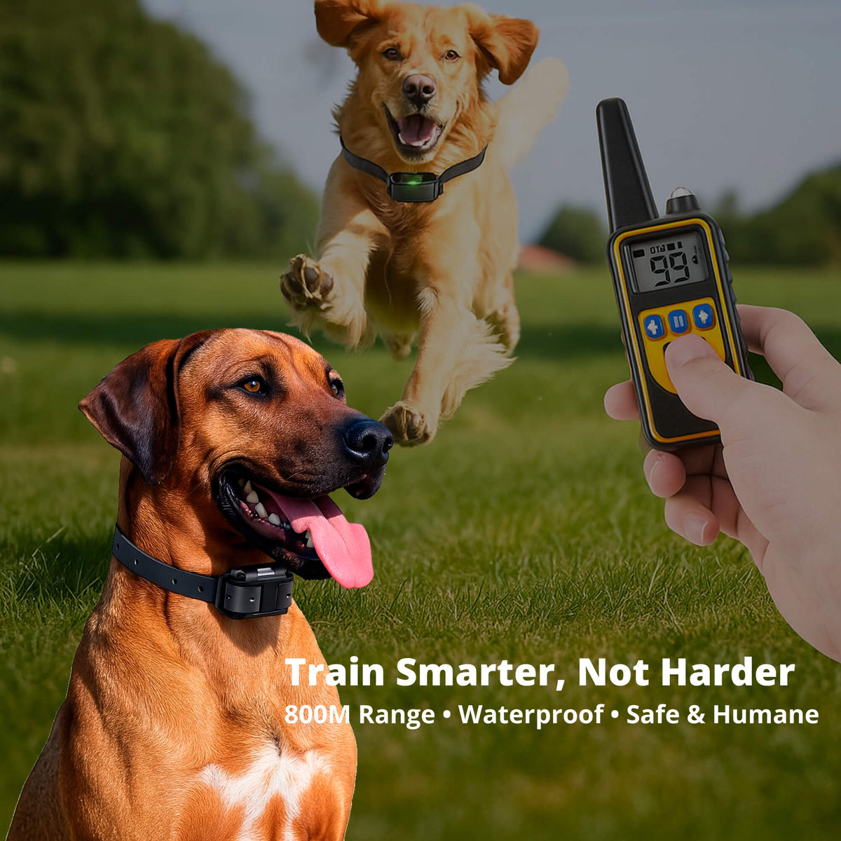 Avtoit | 800M Rechargeable Electric Dog Training Collar | Waterproof, Remote Control & Ideal for Effective Dog Training