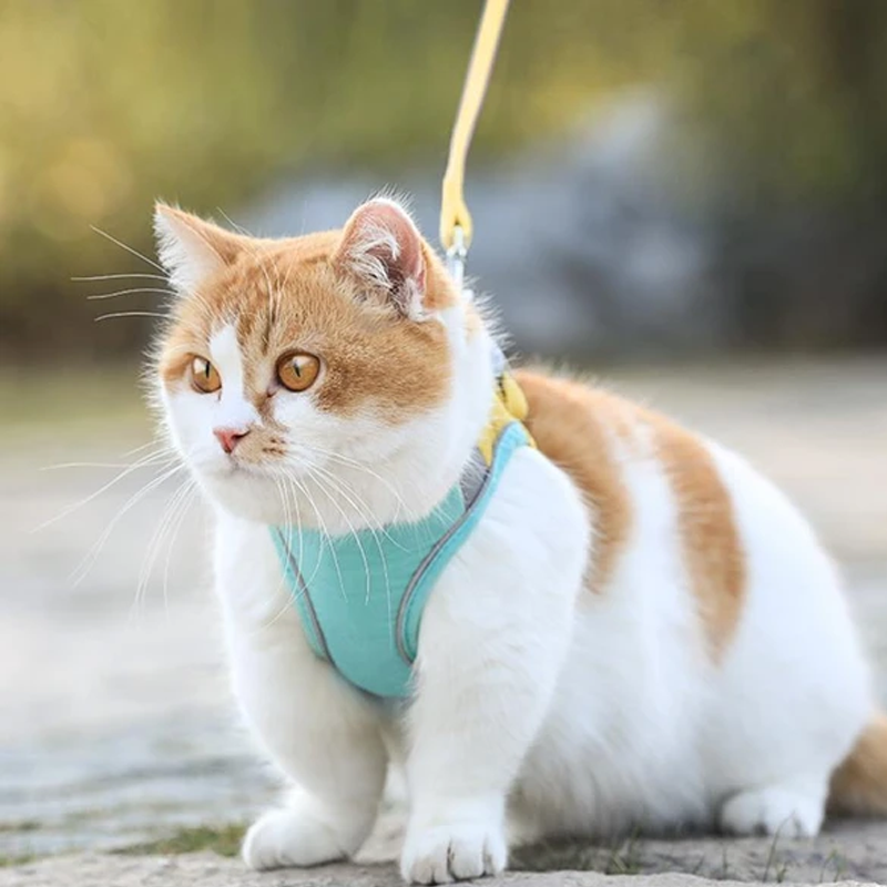 Avtoit | Cat Vest Harness and Leash Set