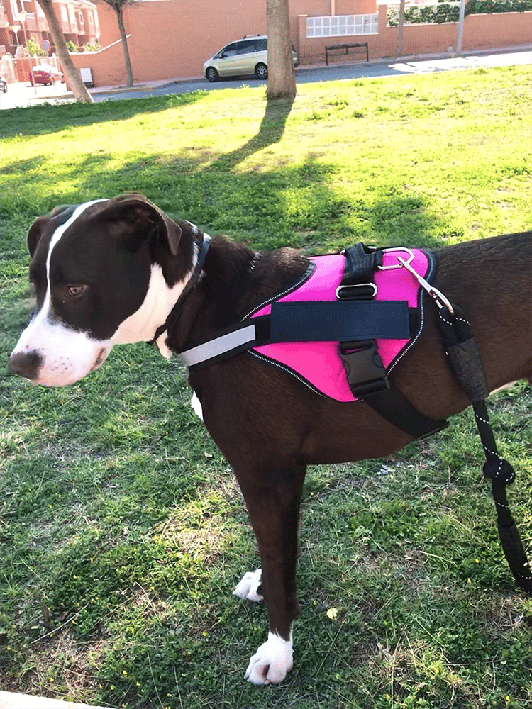 Avtoit | Anti Choke Dog Harness