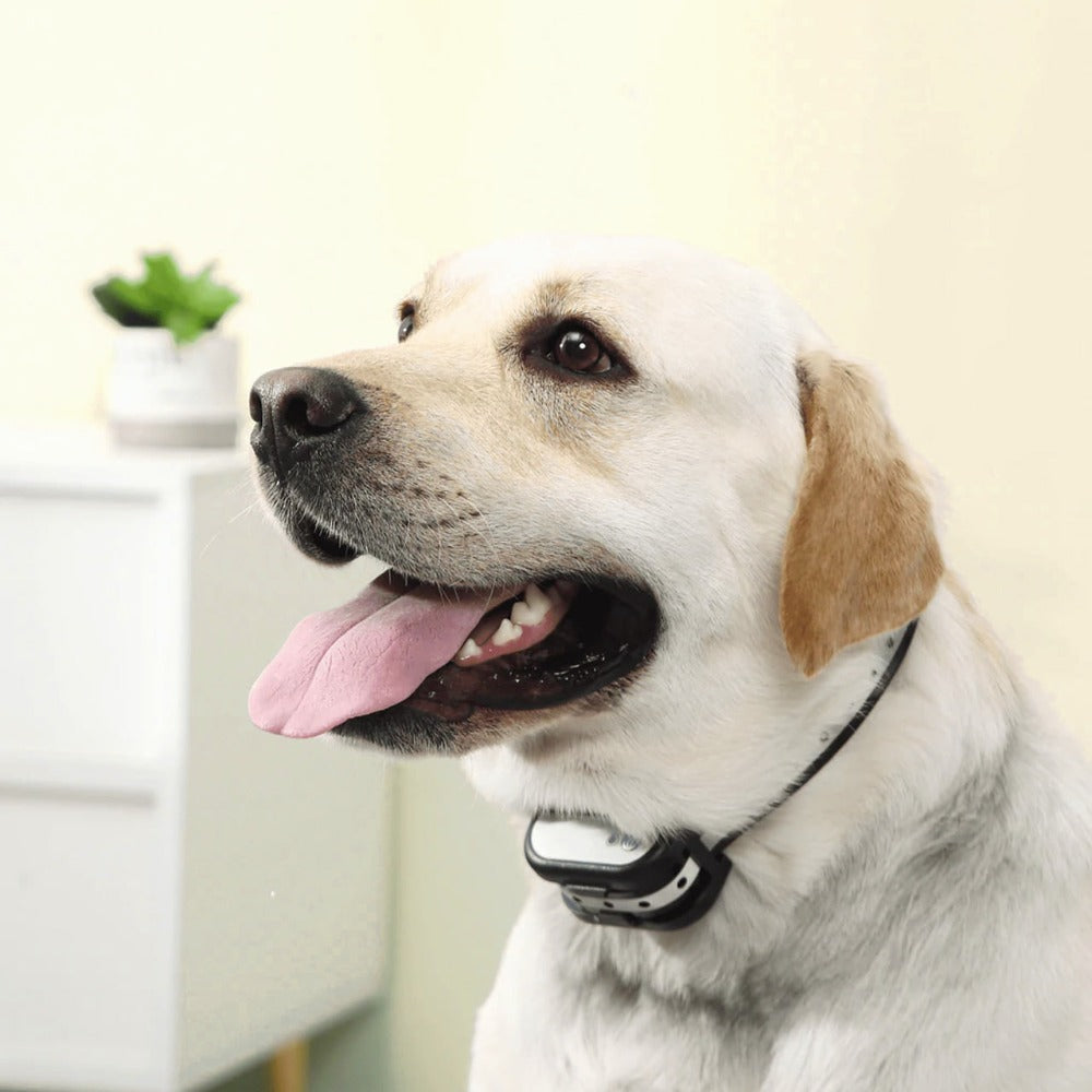 Avtoit | SafeZone Wireless Dog Fence & Training Collar – Rechargeable, Waterproof & Pet-Friendly Correction Modes