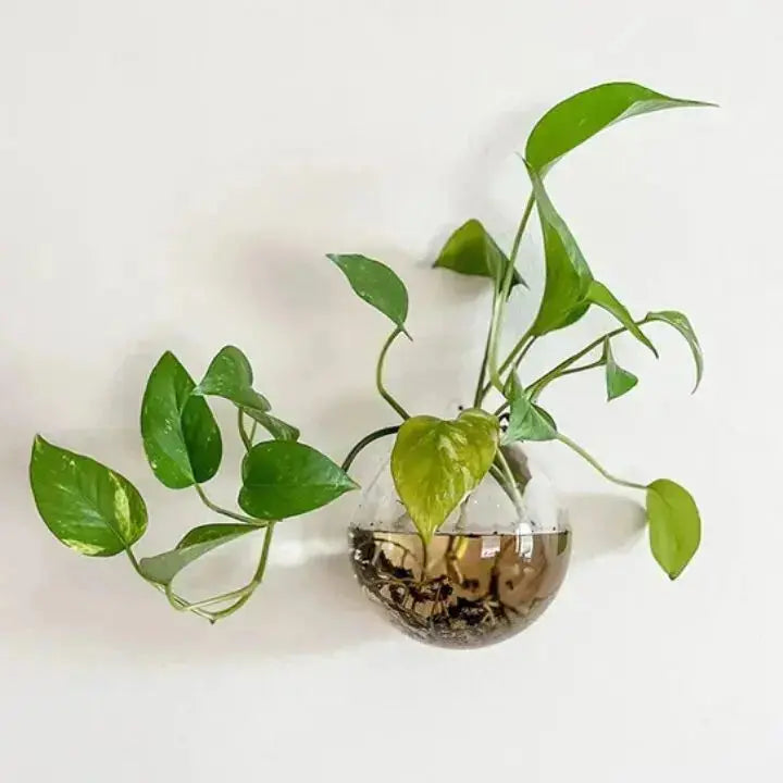Avtoit | Elegant Glass Wall Vases – For Cuttings & Decor