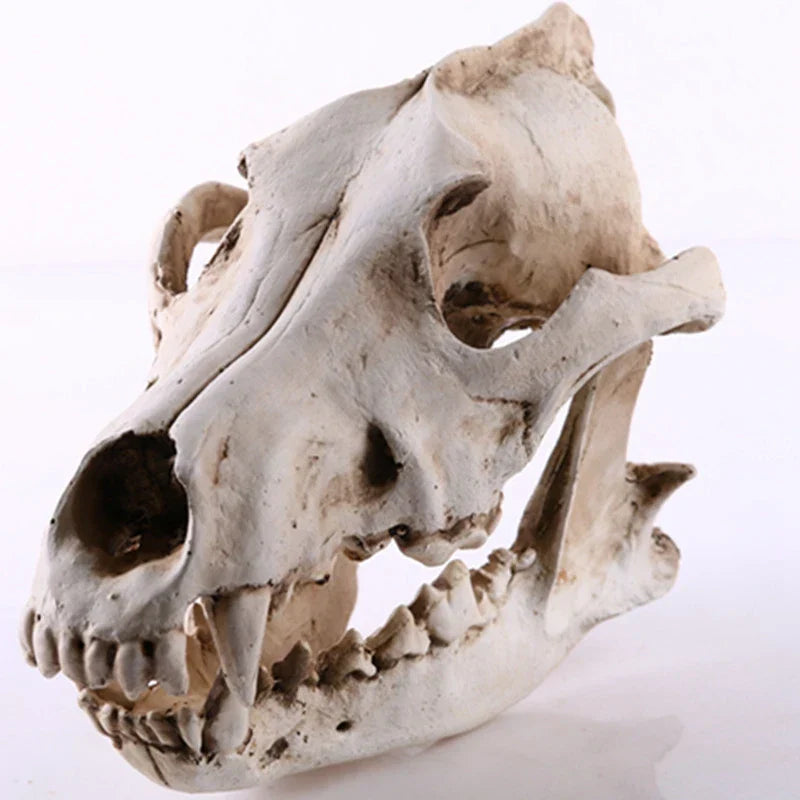 Avtoit | Wolf Skull Sculpture Model