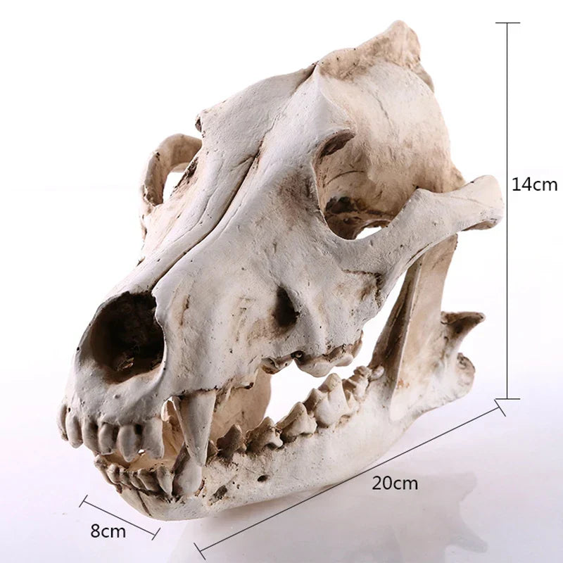 Avtoit | Wolf Skull Sculpture Model