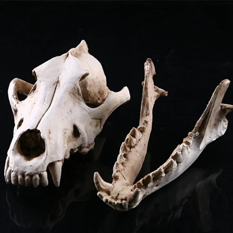 Avtoit | Wolf Skull Sculpture Model