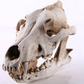 Avtoit | Wolf Skull Sculpture Model