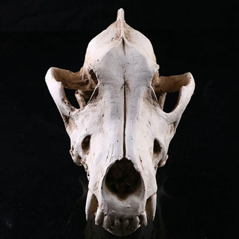 Avtoit | Wolf Skull Sculpture Model