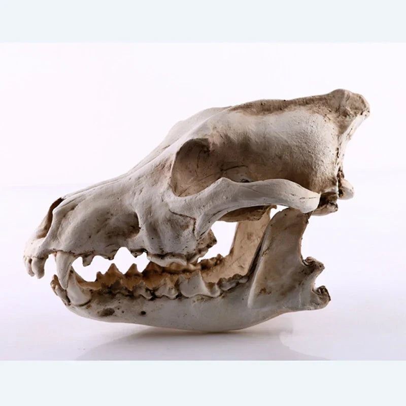 Avtoit | Wolf Skull Sculpture Model