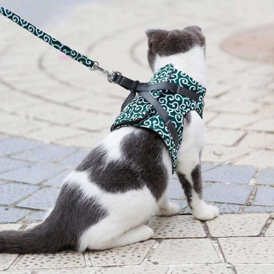 Avtoit | Cat harness vest for safety & comfort