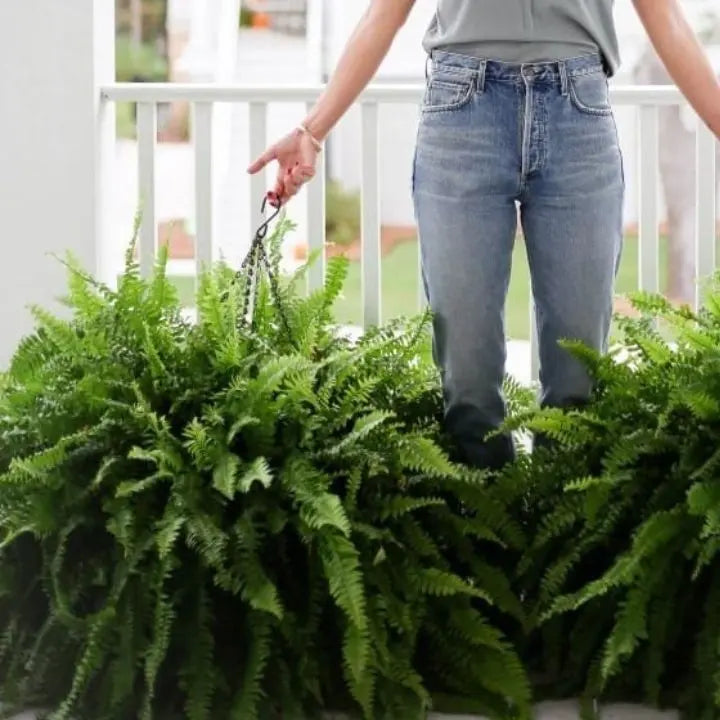 Avtoit | Artificial Boston Fern Bundle - UV resistant & easy to care for (18 stems)