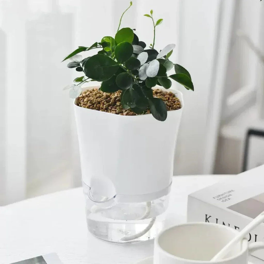 Avtoit | Plantilo Self-watering Flower Pot | Transparent | Automatic Water Supply | For Houseplants