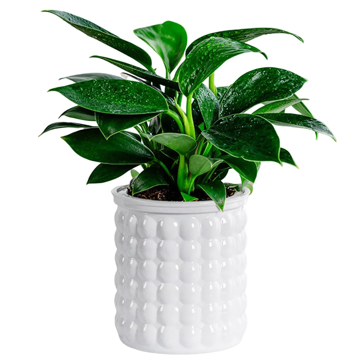 Avtoit | Hydropura Flowerpot | Self-watering & Soil-free | Modern & Easy to Care | Set of 3