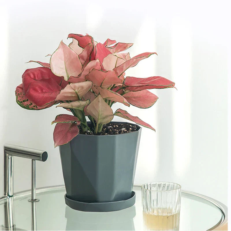 Avtoit | Nordika Planter | Scandinavian Design | Durable Resin | For Plants & Decoration